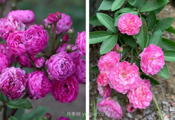 推薦4個品種，皮實好養(yǎng)開花量大，打造藤本花瀑布(圖4)