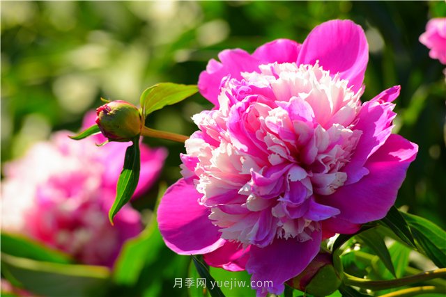 新疆昌吉濱河公園，牡丹花開，千姿百態(tài)(圖1)