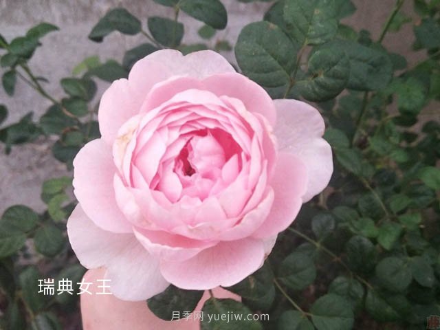 瑞典女王養(yǎng)護(hù)經(jīng)驗(yàn)分享(圖1)