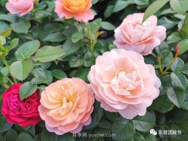 山東東營：月季盛開，這里的春天，太美了(圖3)