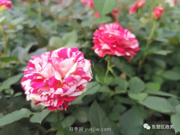 山東東營：月季盛開，這里的春天，太美了(圖1)