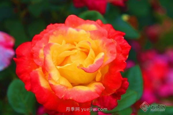 云南彌勒:古樁月季成村民增收“致富花”(圖2) 云南彌勒:古樁月季成村民增收“致富花”(圖2)
