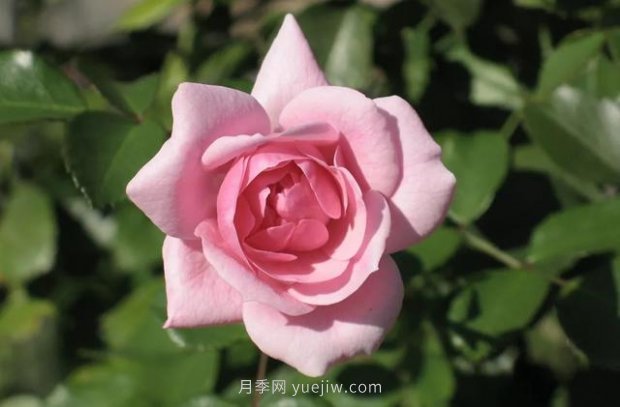 推薦16個世界上***受歡迎的月季品種，都獲得過榮譽(yù)(圖11)