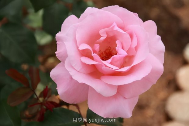 推薦16個世界上***受歡迎的月季品種，都獲得過榮譽(yù)(圖2)