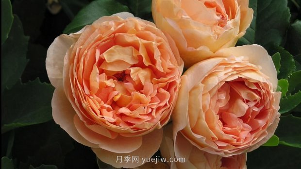推薦9個(gè)花香濃郁的藤本月季品種，香飄滿院(圖2)