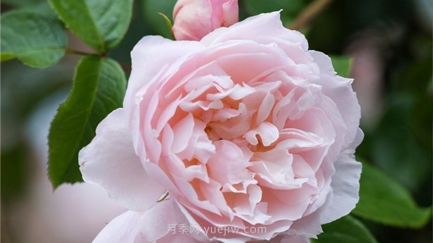 推薦9個(gè)花香濃郁的藤本月季品種，香飄滿院(圖6)