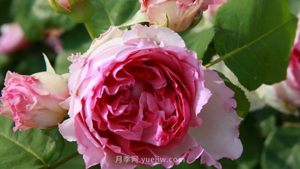 推薦9個(gè)花香濃郁的藤本月季品種，香飄滿院(圖4)