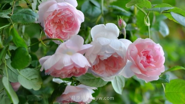 推薦9個(gè)花香濃郁的藤本月季品種，香飄滿院(圖9)