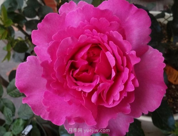 推薦9個(gè)花香濃郁的藤本月季品種，香飄滿院(圖7)