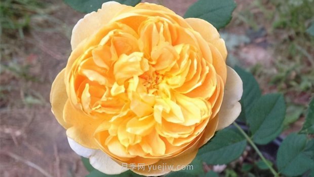 推薦9個(gè)花香濃郁的藤本月季品種，香飄滿院(圖3)
