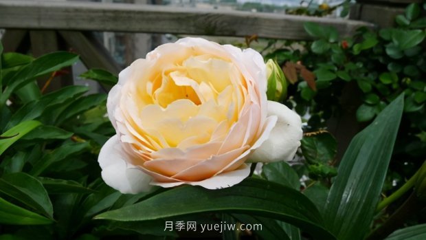 推薦9個(gè)花香濃郁的藤本月季品種，香飄滿院(圖5)