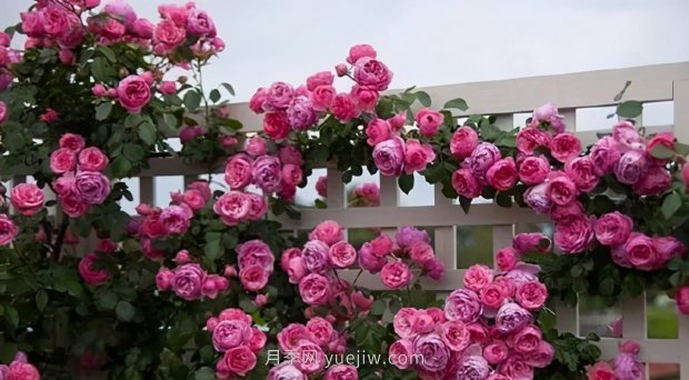 推薦9個(gè)花香濃郁的藤本月季品種，香飄滿院(圖10)