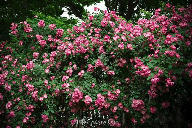 南昌濱江月季園，帶你去看天下風(fēng)流的江西月季花(圖2)