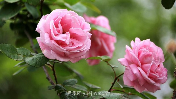 南昌濱江月季園，帶你去看天下風(fēng)流的江西月季花(圖3)