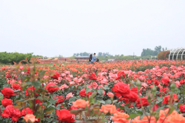 來南陽世界月季大觀園，看超美月季花(圖冊(cè))(圖2)