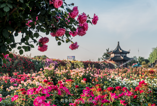 來南陽世界月季大觀園，看超美月季花(圖冊(cè))(圖1)