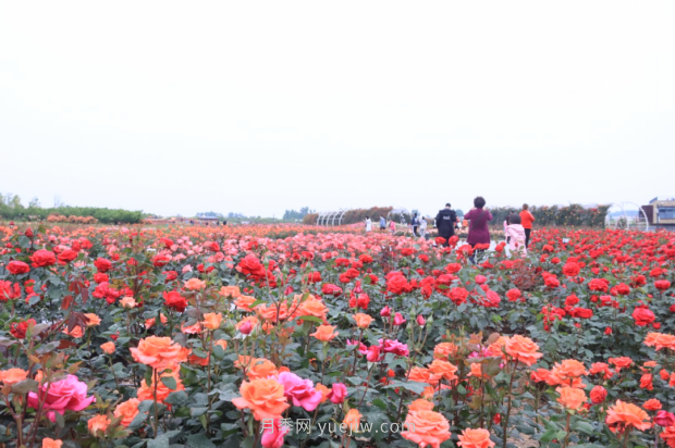 來南陽世界月季大觀園，看超美月季花(圖冊(cè))(圖3)