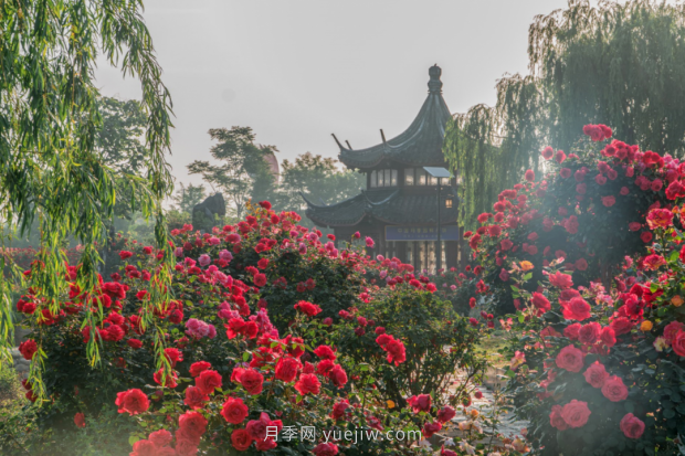 來南陽世界月季大觀園，看超美月季花(圖冊(cè))(圖5)