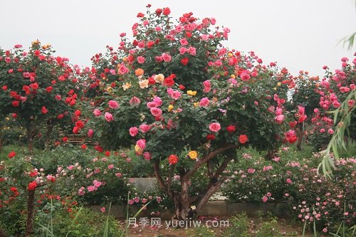 國內(nèi)月季八成市場來自河南南陽，年產(chǎn)值25億(圖1)