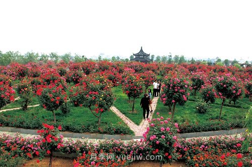 國內(nèi)月季八成市場來自河南南陽，年產(chǎn)值25億(圖2)