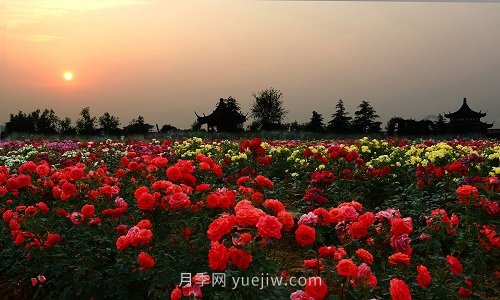 國內(nèi)月季八成市場來自河南南陽，年產(chǎn)值25億(圖3)
