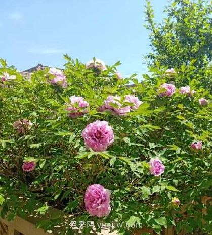 河南18市市花大全！月季居然同為8個市的市花(圖4)