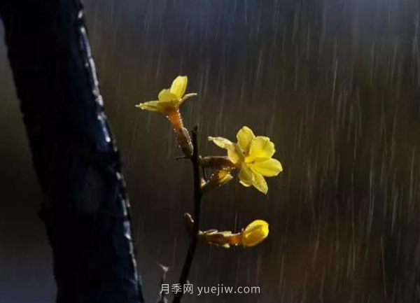 河南18市市花大全！月季居然同為8個市的市花(圖6)