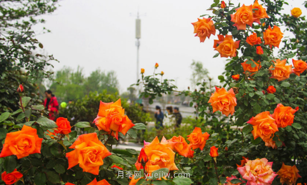 河南18市市花大全！月季居然同為8個市的市花(圖8)