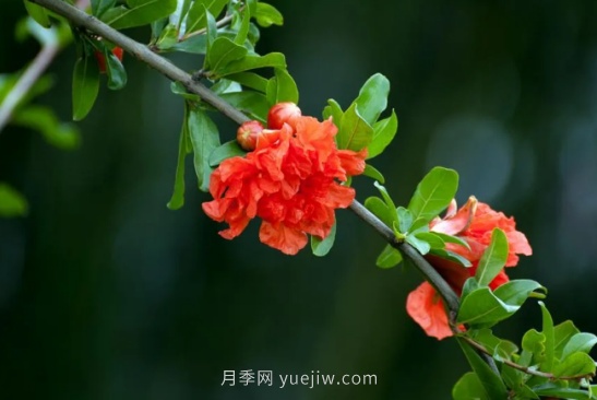 河南18市市花大全！月季居然同為8個市的市花(圖3)
