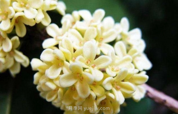 河南18市市花大全！月季居然同為8個市的市花(圖7)
