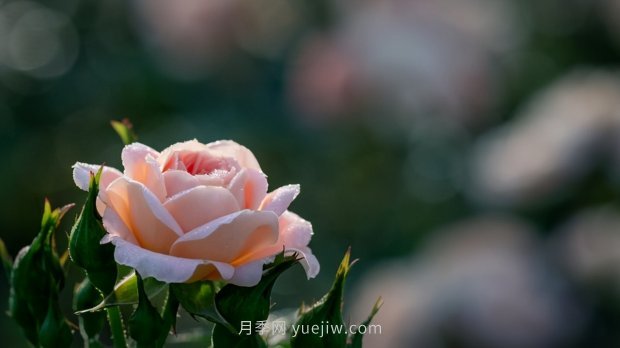 月季苗哪里買？買哪種規(guī)格的苗？買什么品種的苗？(圖3)