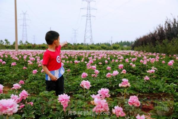 洛陽芍藥花海向市民游客免費開放(圖2)