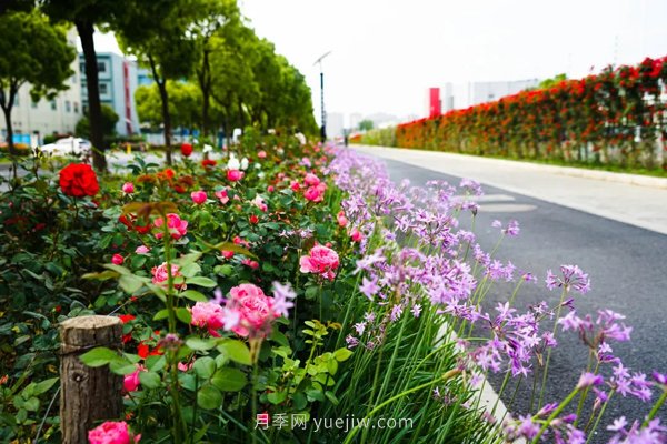 百個(gè)景點(diǎn)、百條花道、百里花帶……未來(lái)幾月，上海繁花似錦(圖7)