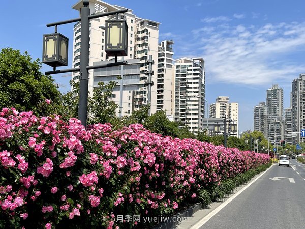 百個(gè)景點(diǎn)、百條花道、百里花帶……未來(lái)幾月，上海繁花似錦(圖6)