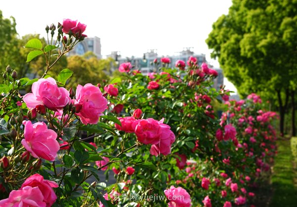 百個(gè)景點(diǎn)、百條花道、百里花帶……未來(lái)幾月，上海繁花似錦(圖2)