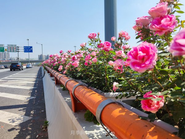 百個(gè)景點(diǎn)、百條花道、百里花帶……未來(lái)幾月，上海繁花似錦(圖9)