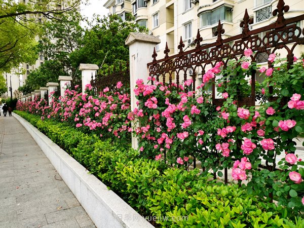 百個(gè)景點(diǎn)、百條花道、百里花帶……未來(lái)幾月，上海繁花似錦(圖1)