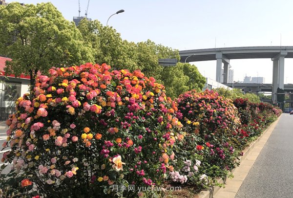 百個(gè)景點(diǎn)、百條花道、百里花帶……未來(lái)幾月，上海繁花似錦(圖5)