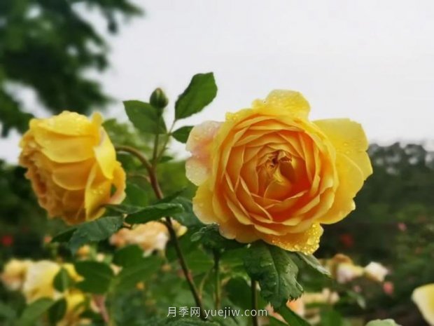 上海哪里月季花***美？到這些公園來看月季吧！(圖2)