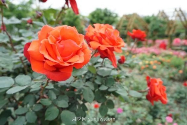 上海哪里月季花***美？到這些公園來看月季吧！(圖1)
