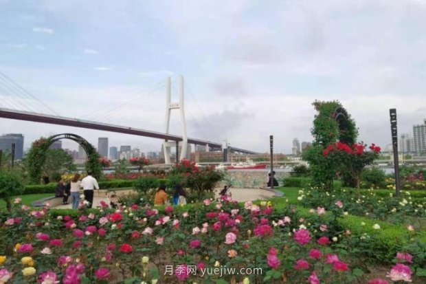 上海哪里月季花***美？到這些公園來看月季吧！(圖14)