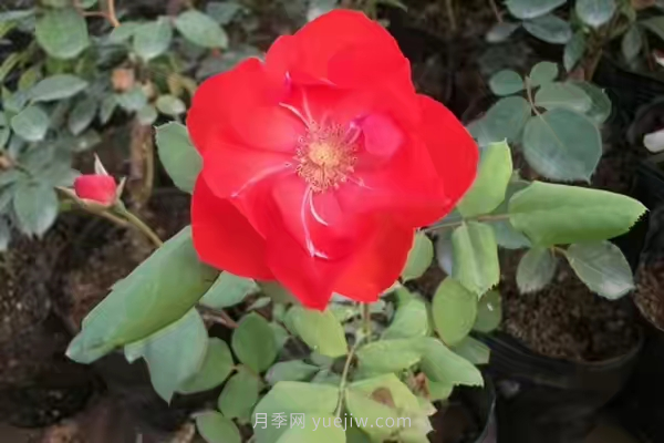 武漢花路看5600米月季花景觀帶，各類月季品種美不勝收(圖4)