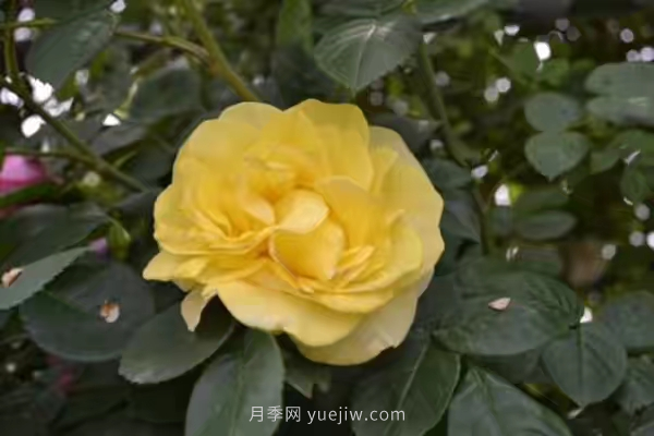 武漢花路看5600米月季花景觀帶，各類月季品種美不勝收(圖5)