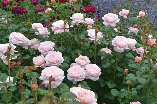 武漢花路看5600米月季花景觀帶，各類月季品種美不勝收(圖8)