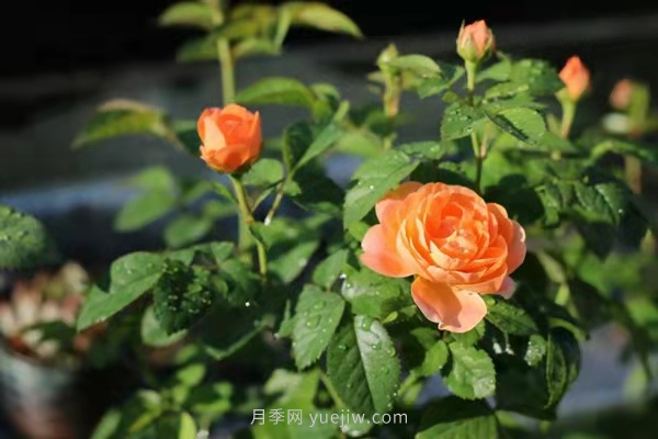 武漢花路看5600米月季花景觀帶，各類月季品種美不勝收(圖10)