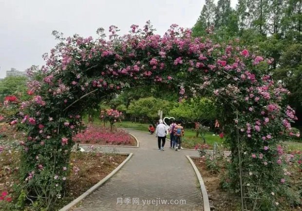 武漢花路看5600米月季花景觀帶，各類月季品種美不勝收(圖3)