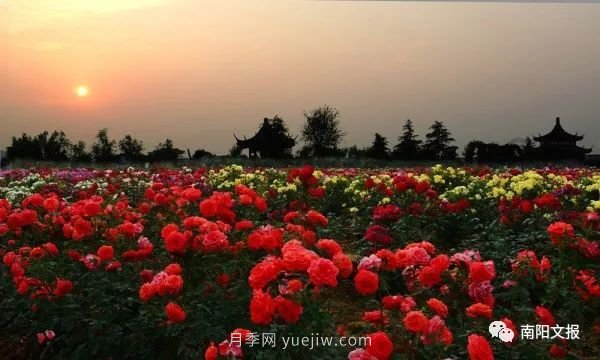南陽自然條件卓越，產(chǎn)業(yè)發(fā)展迅速，獨(dú)享“世界月季名城”稱號(hào)(圖1)