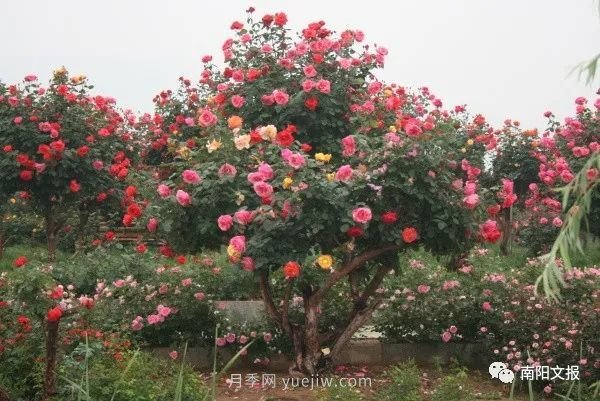 南陽自然條件卓越，產(chǎn)業(yè)發(fā)展迅速，獨(dú)享“世界月季名城”稱號(hào)(圖2)