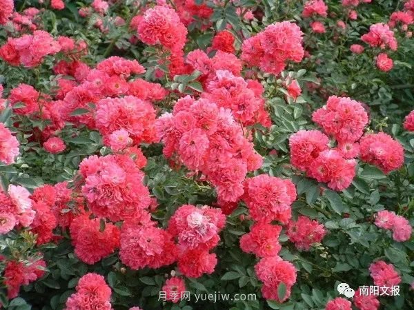 南陽自然條件卓越，產(chǎn)業(yè)發(fā)展迅速，獨(dú)享“世界月季名城”稱號(hào)(圖3)