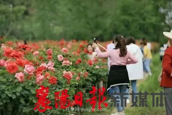 襄陽保康：簡(jiǎn)家坪村月季花海引來眾多游客打卡(圖1)